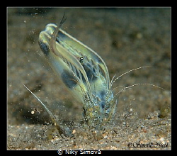 Mantis catching food (small fish) by Niky Šímová 